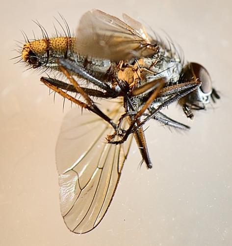 Hylemya vagans